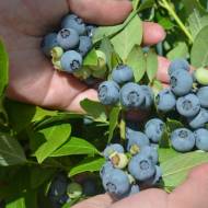 Саженец Голубика Голд Траубе